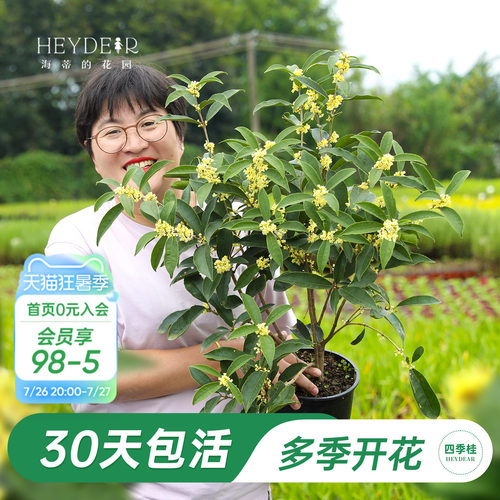 海妈家多季节开花桂花盆栽