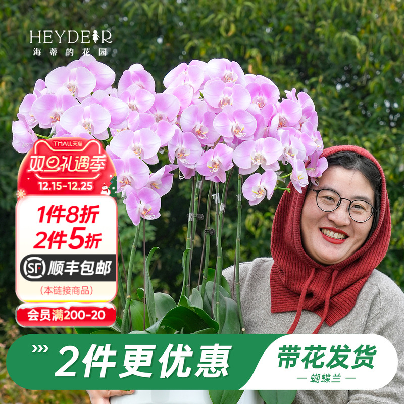 【品牌保障】A级蝴蝶兰带花发货