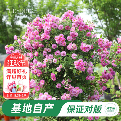 海妈家曼宁顿蔷薇月季花盆栽苗