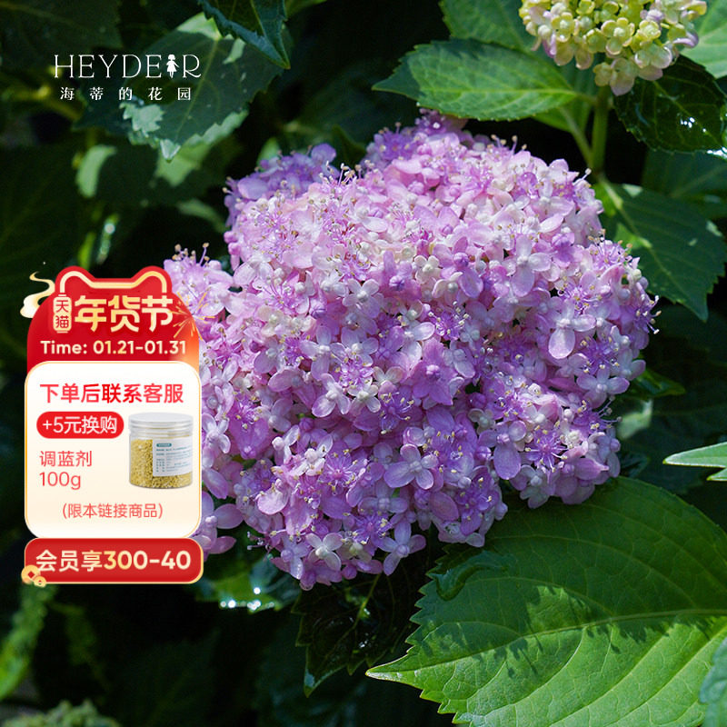 海蒂的花园旗舰店大花绣球三河千鸟好养阳台庭院花卉盆栽植物苗,鲜花速递/花卉仿真/绿植园艺,绣球/木绣球/木本植物,淘宝优惠券,粉丝福利购,淘宝优惠卷