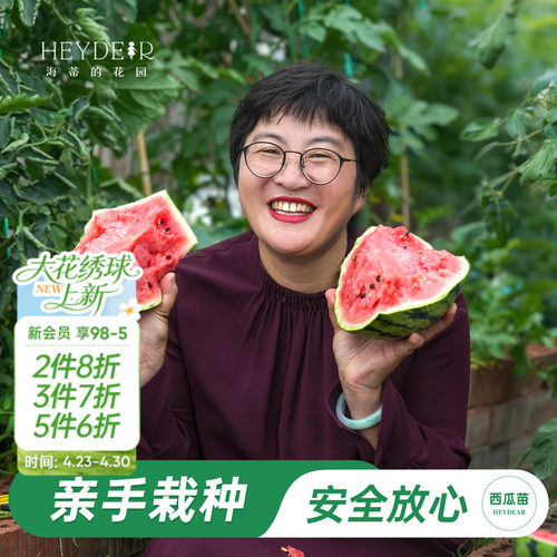 海蒂的花园8424西瓜秧苗可结果