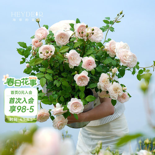 海蒂的花园浓香粉色月季花卉