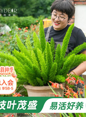 海蒂的花园狐尾天门冬多年生常绿植物室外庭院盆景观叶绿植盆栽苗