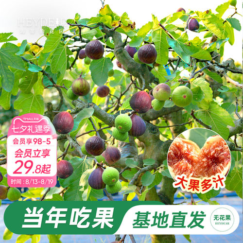 无花果盆栽大果特级高品质易养活