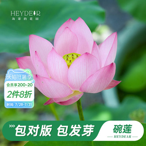 海蒂的花园水培碗莲苗
