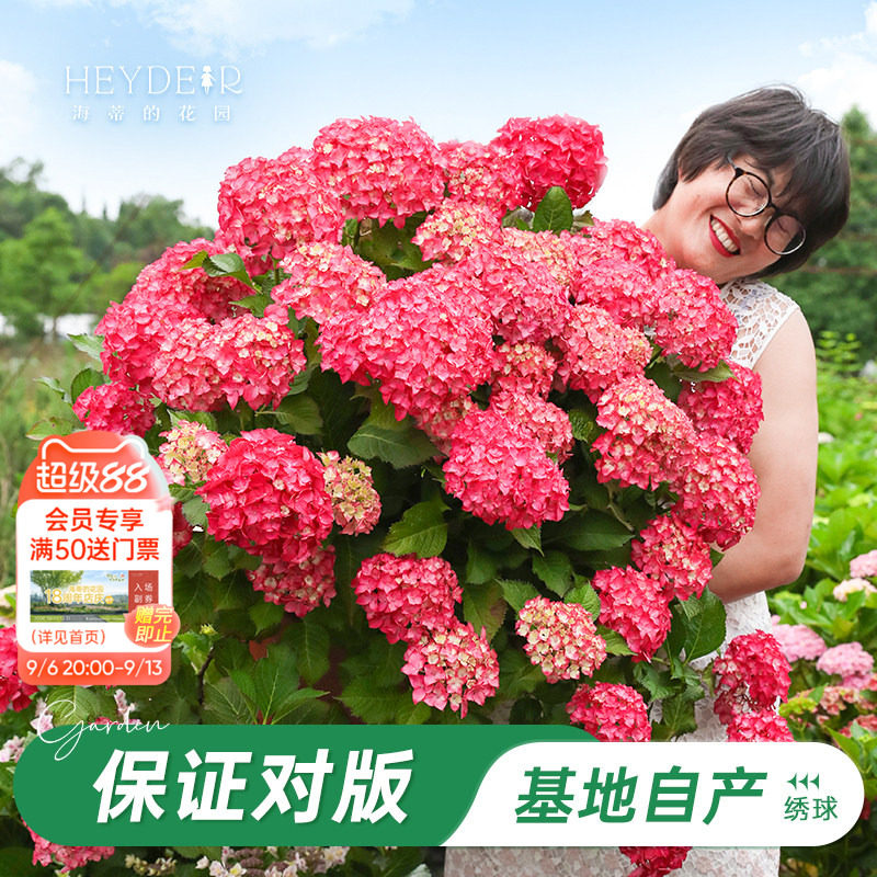 基地自产绣球花苗累计销售58万+图片