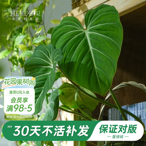 新晋网红绿植办公桌叶植物