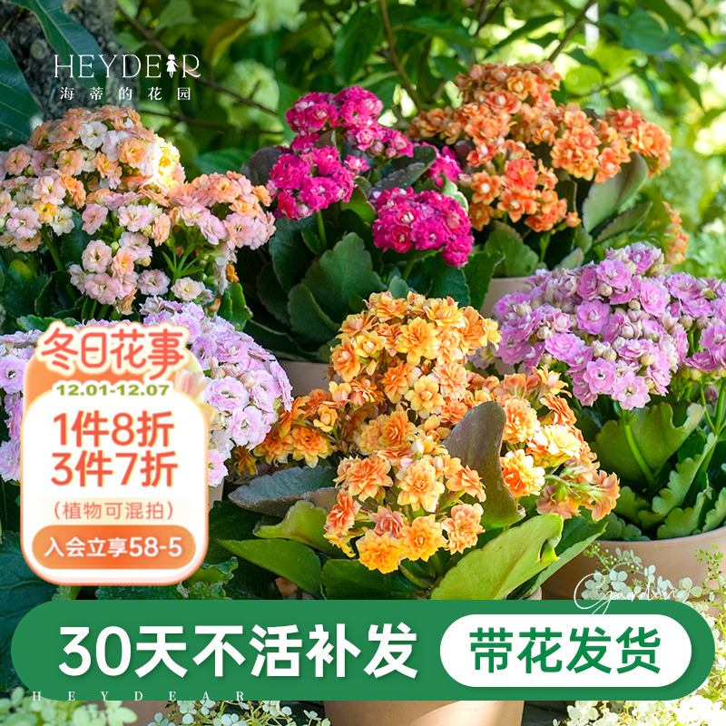 A级长寿花重瓣带花发货