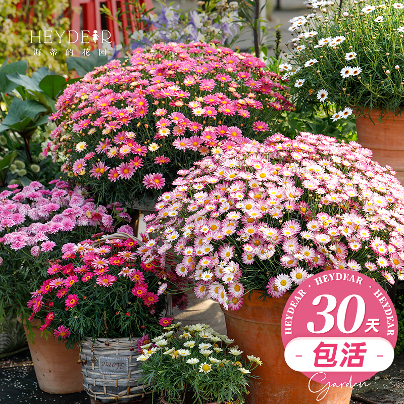 耐热耐寒草花全国均可栽种