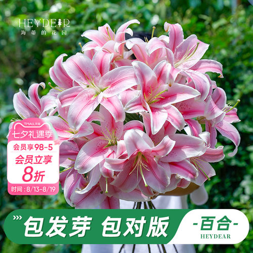 进口百合种球包发芽包对版