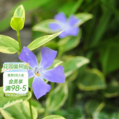 海蒂的花园花叶蔓长春多年生