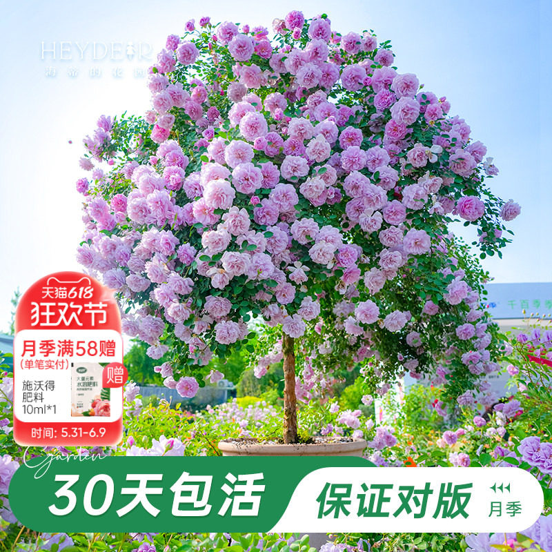 海蒂的花园旗舰店树桩棒棒糖月季果汁阳台月季浓香带花苞盆栽植物