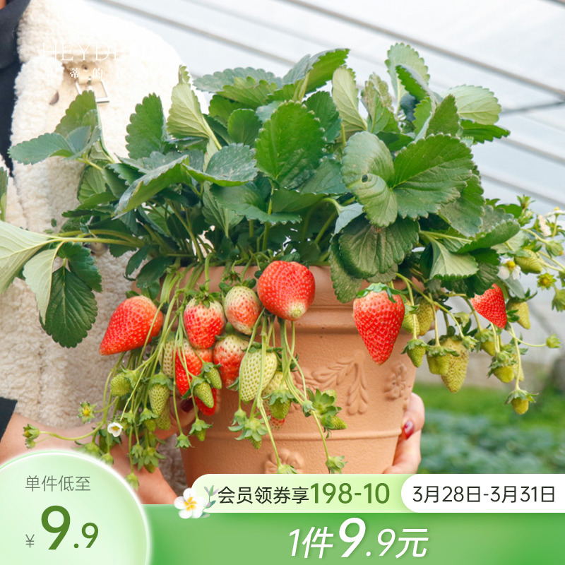 海蒂的花园家庭可食用草莓盆栽苗