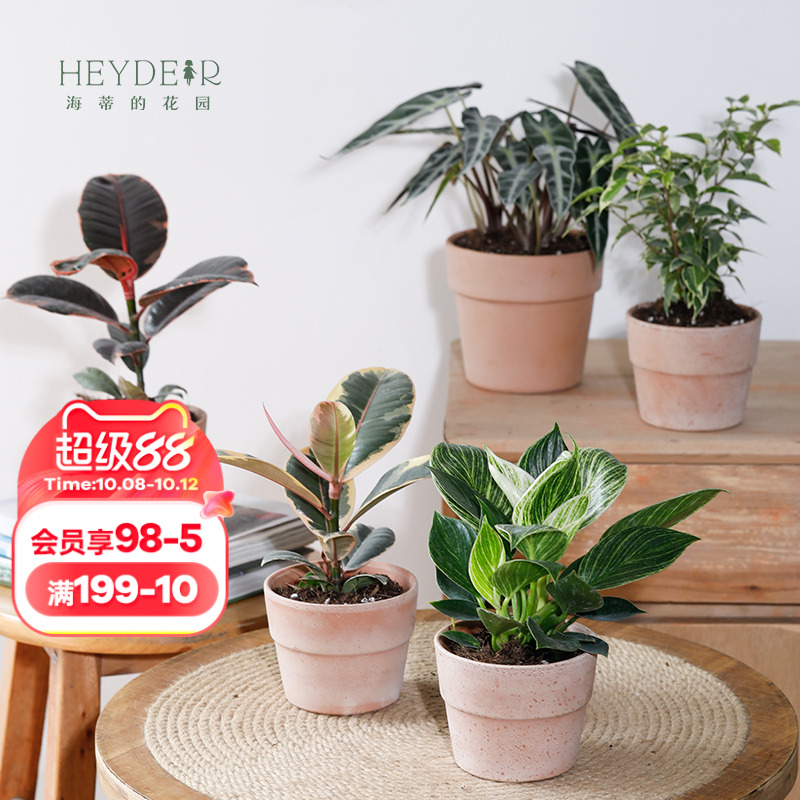 海蒂的花园旗舰店室内植物盆栽龟背竹铂金钻蔓绿绒桌面小绿植办公