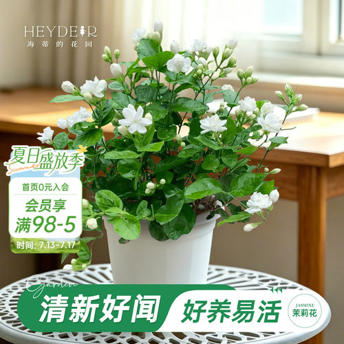 海妈家茉莉花小苗带花苞