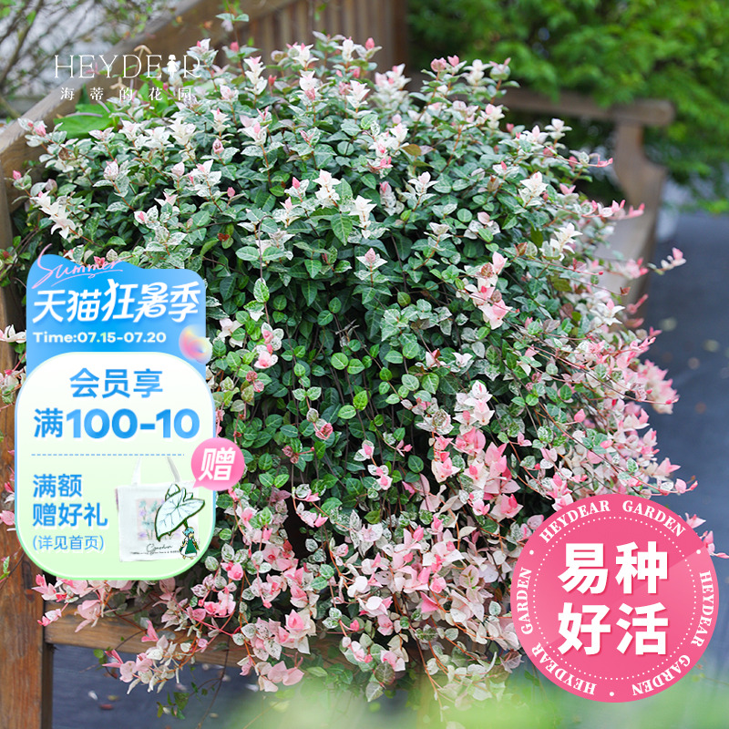 海蒂花叶络石垂吊常绿观叶绿植