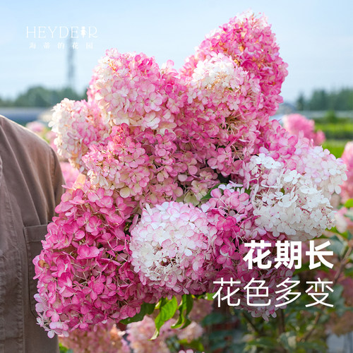 海蒂的花园香草圆锥绣球耐晒