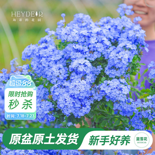 海蒂阳台蓝雪花海蒂的花园