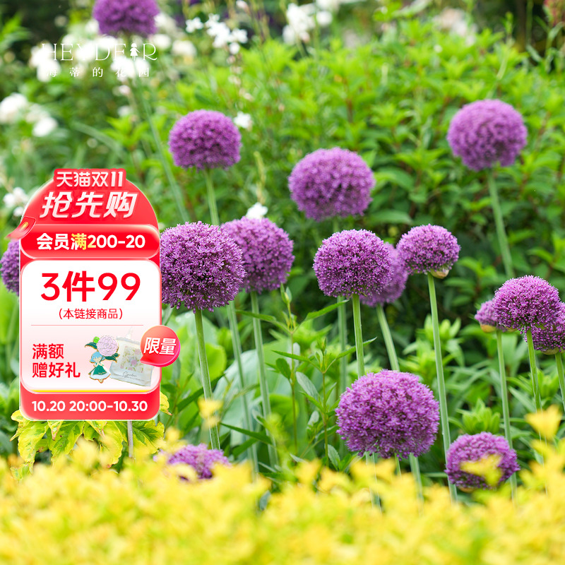 海蒂的花园旗舰店花葱种球多年生庭院花境花卉夏季开花球根预售