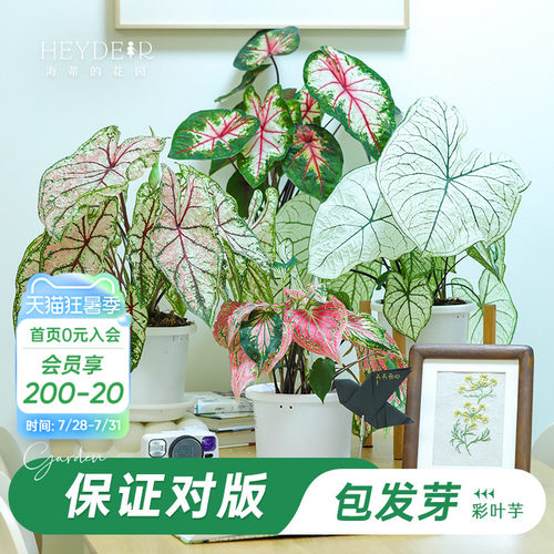 海蒂彩叶芋办公室桌面