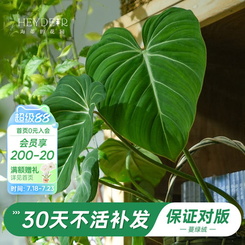 新晋网红绿植办公桌叶植物