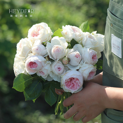 海蒂的花园月季粉色庭院盆栽苗