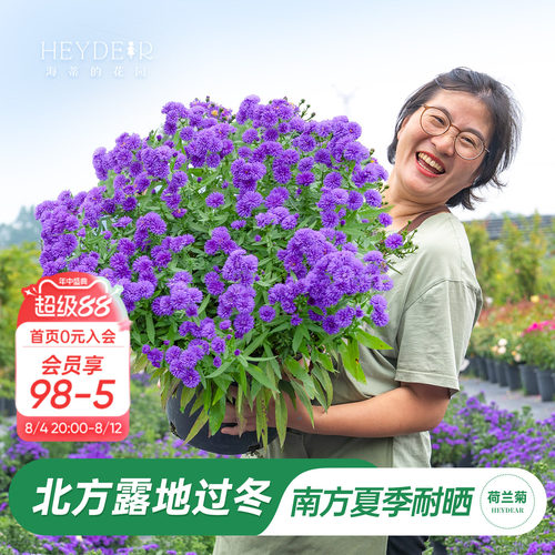 海妈家紫菀荷兰菊盆栽全国可种