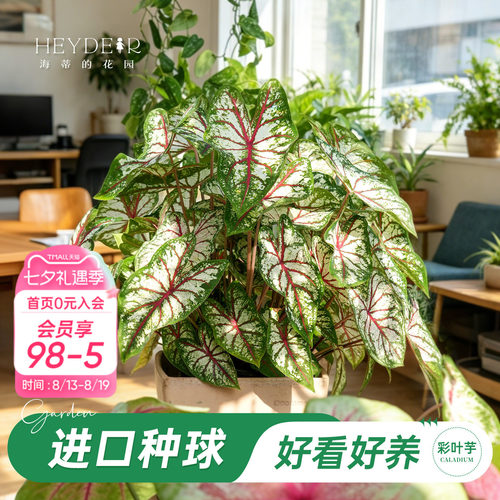 好种易发芽室内可栽种