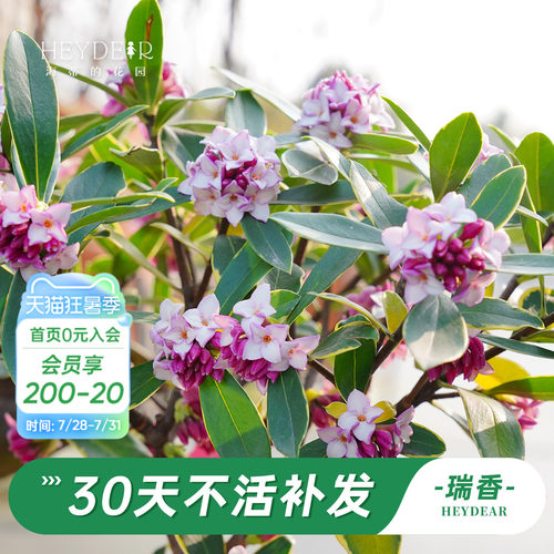 海蒂的花园金边瑞香阳台花卉