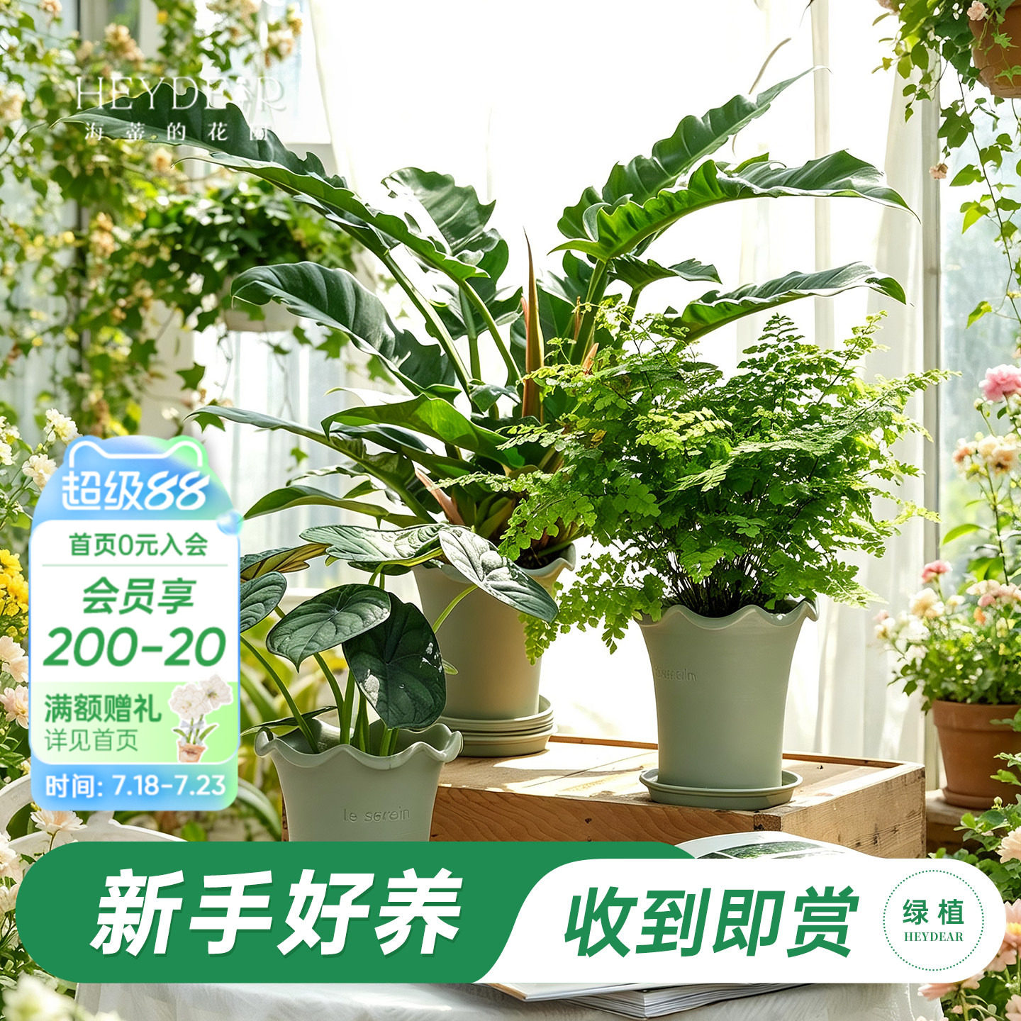 【李家琦直播同款】室内桌面绿植成品高颜值观叶植物盆栽家居装饰