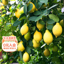 海蒂 花园旗舰店香水柠檬树树苗盆栽可食用果树果苗阳台橘子树