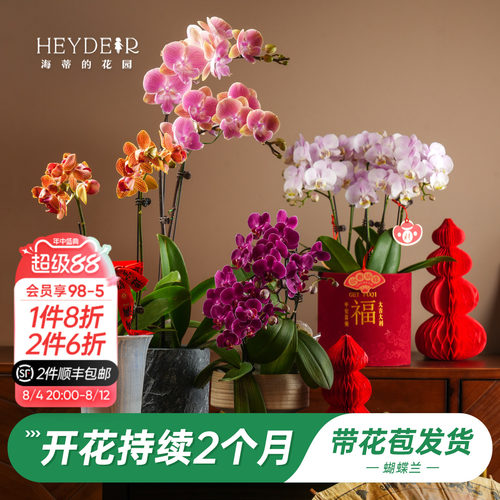 【品牌保障】A级蝴蝶兰带花发货