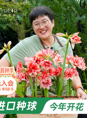 海蒂的花园旗舰店朱顶红种球重瓣阿弗雷进口开花球花卉植物室内花