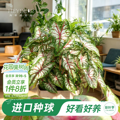 好种易发芽室内可栽种