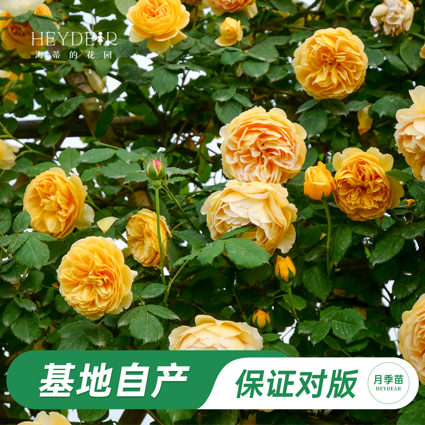 海蒂的花园 黄金庆典藤本月季欧月庭院花卉多季开植物花卉盆栽苗