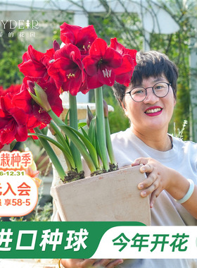 海蒂的花园旗舰店荷兰朱顶红进口重瓣种球阳台庭院花卉植物预售