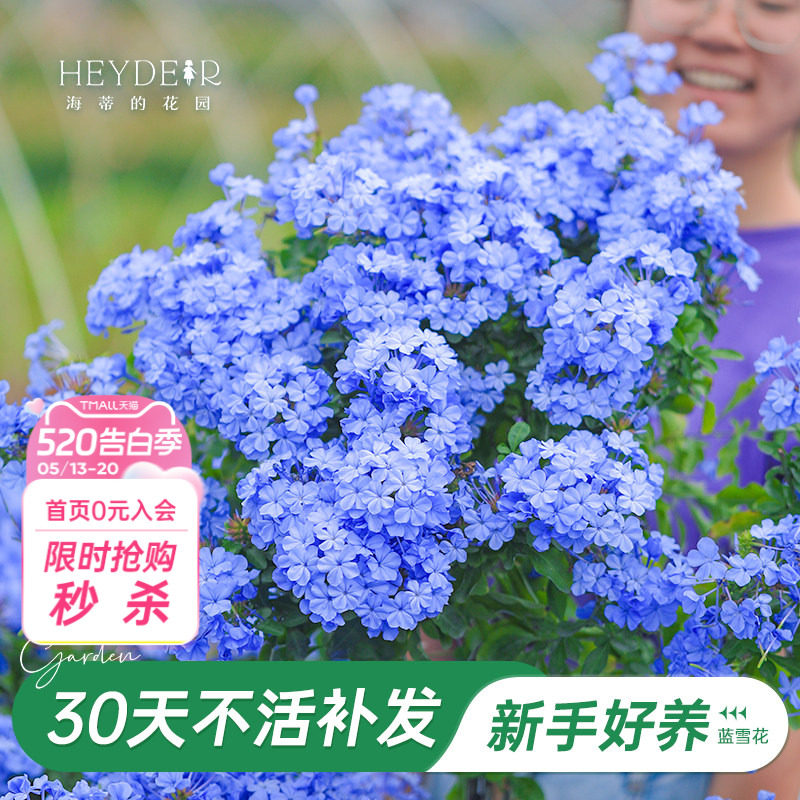 海蒂的花园旗舰店蓝雪花盆栽大苗棒棒糖阳台屋顶庭院易种花卉植物