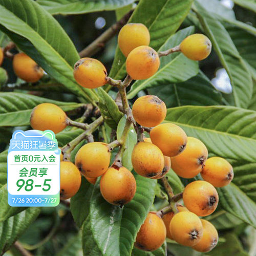 种植白沙枇杷海蒂的花园