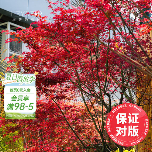 海妈家枫树盆栽颜色丰富包对版
