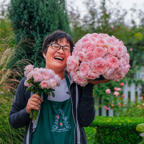瑞典海蒂的花园粉色仙女月季
