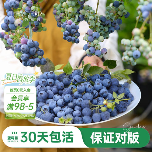 海妈家蓝莓苗原盆原土发货