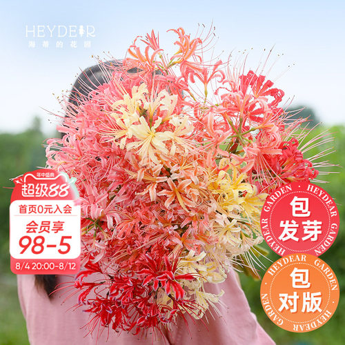 海蒂的花园彼岸花石蒜多年生种球