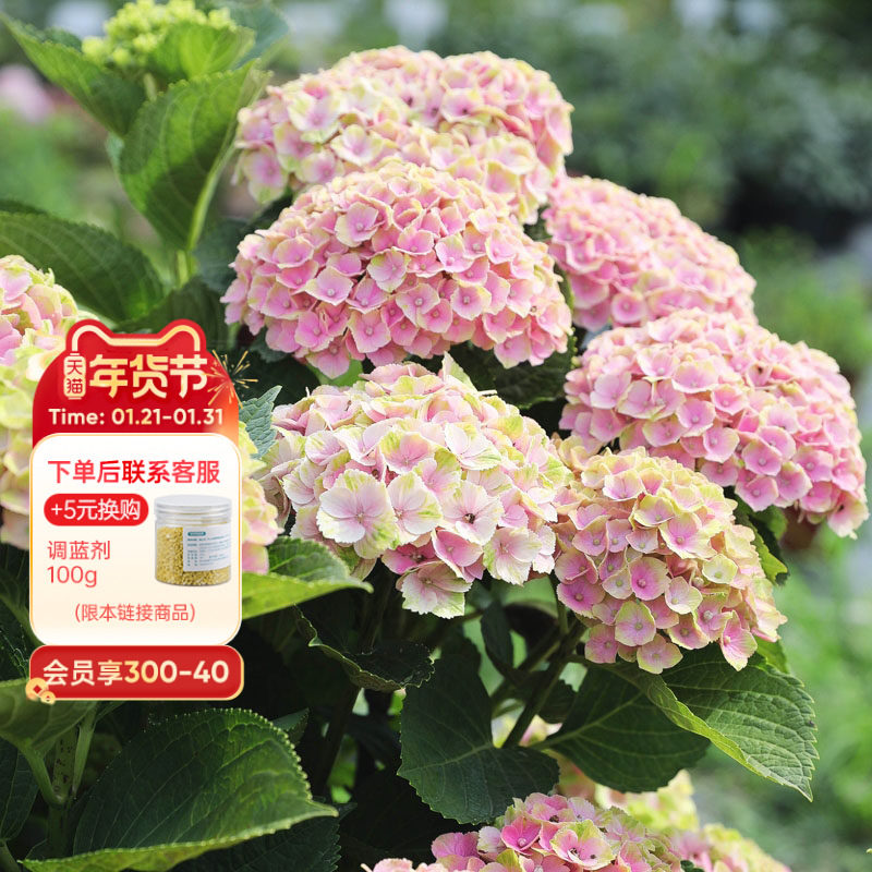 海蒂的花园 魔幻紫水晶大花绣球可调色阳台庭院花卉植物盆栽花苗,鲜花速递/花卉仿真/绿植园艺,绣球/木绣球/木本植物,淘宝优惠券,粉丝福利购,淘宝优惠卷