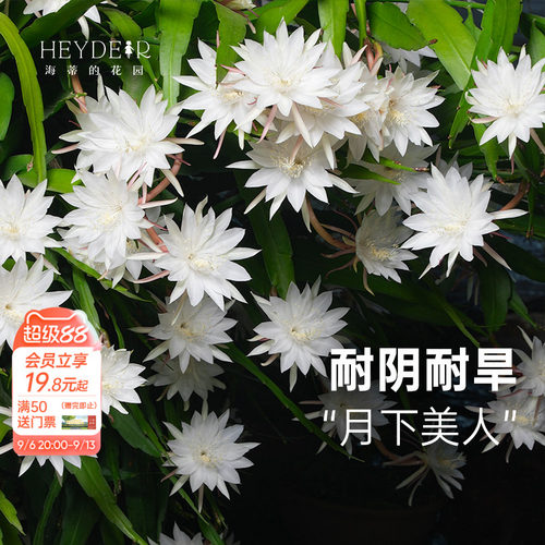 海蒂的花园昙花多年生好养花卉