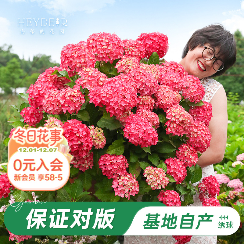 基地自产绣球花苗累计销售58万+