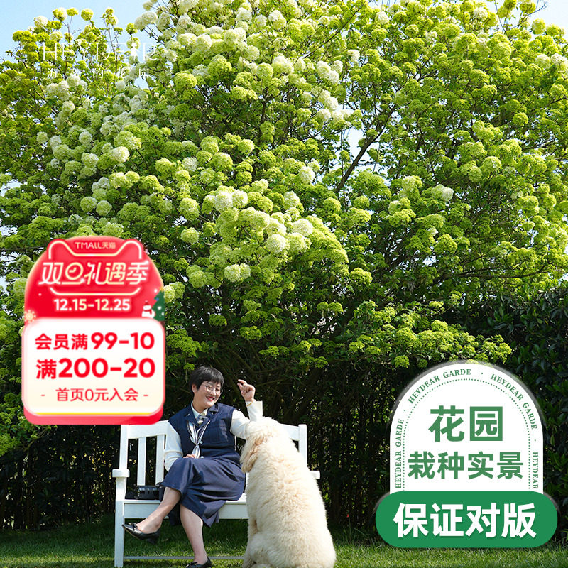 海蒂的花园中华木绣球斗球大苗欧洲木绣球花卉盆栽庭院花卉植物