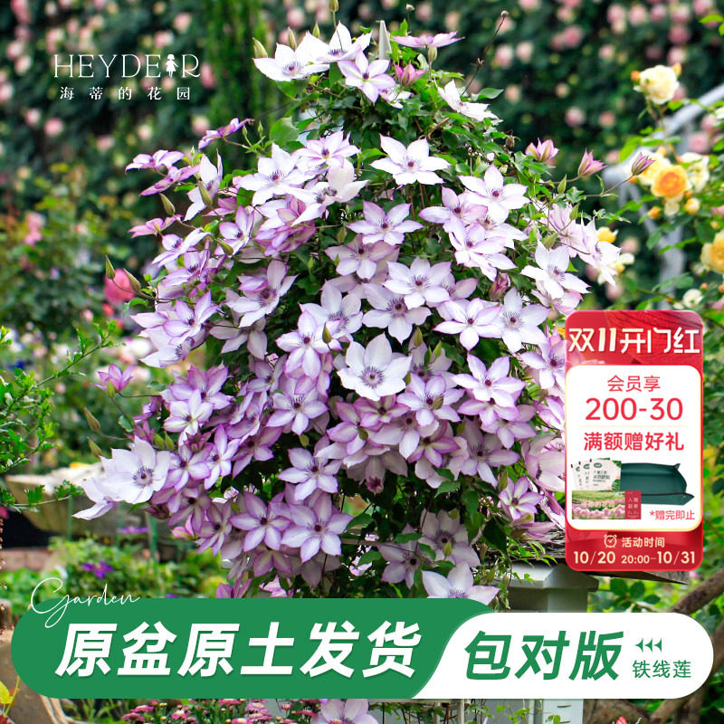 海蒂的花园旗舰店铁线莲花卉盆栽苗乌托邦银币爬藤植物阳台庭院