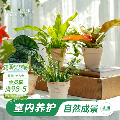 海蒂的花园成品绿植盆栽新手好养