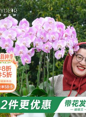 海蒂的花园旗舰店蝴蝶兰带花盆栽花苗带花苞年宵花植物室内花