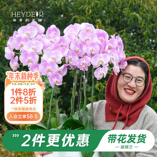 海蒂 花园旗舰店蝴蝶兰带花盆栽花苗带花苞年宵花植物室内花